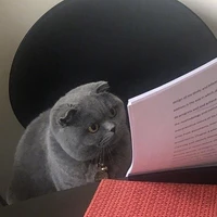 yoc's profile picture