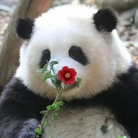 Zhongying Ru's profile picture