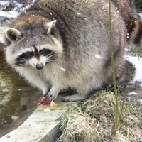 Katerina MICHENINA's profile picture